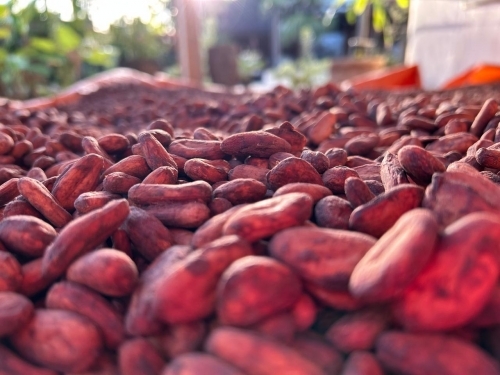 Sabores da Mata Atlântica com a La Lis