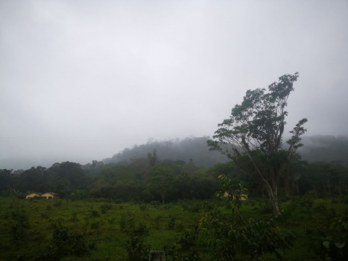 Cacau Sul da Bahia -  Cabruca e a Biodiversidade 